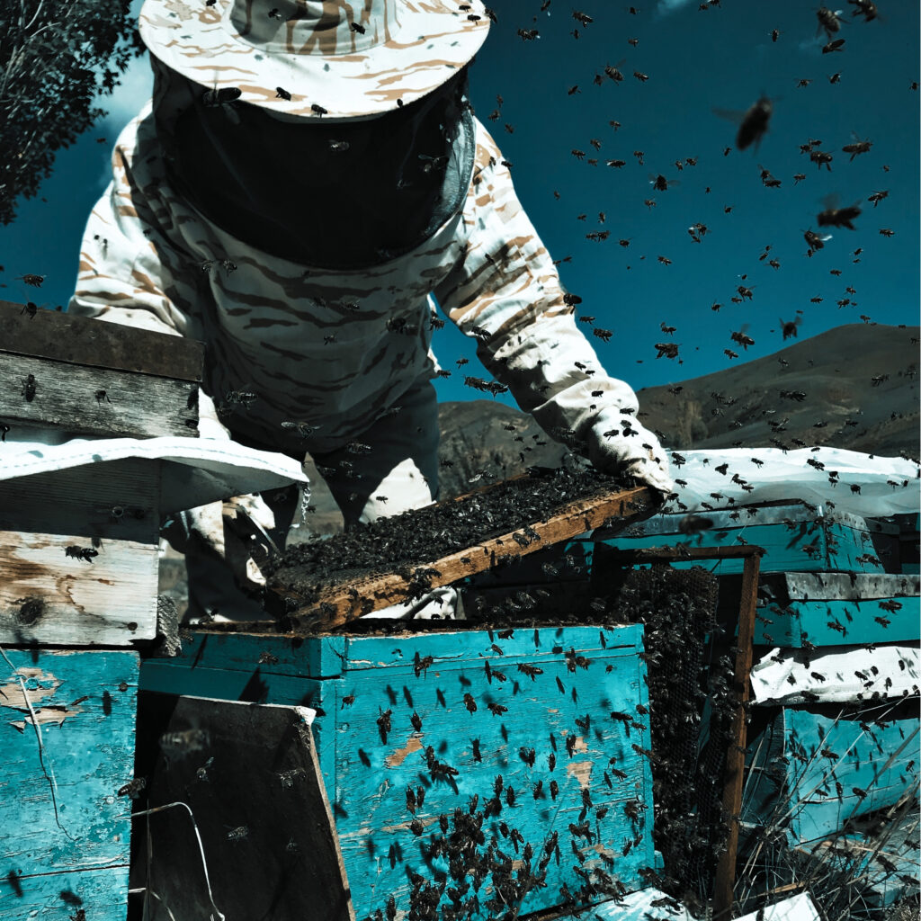 Beekeeper working a hive calmly, the way cyber risk reporting should feel to a board