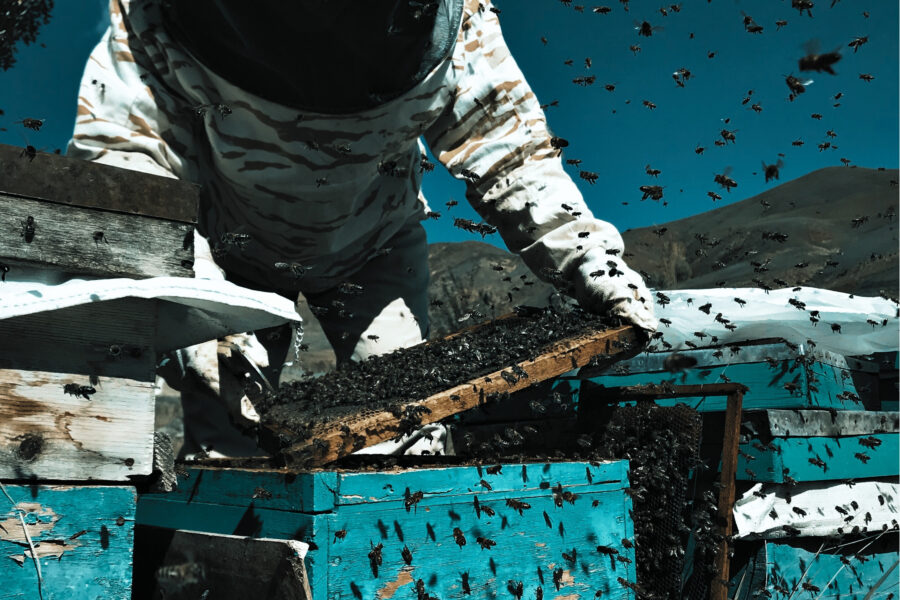 Beekeeper calmly inspecting a hive frame